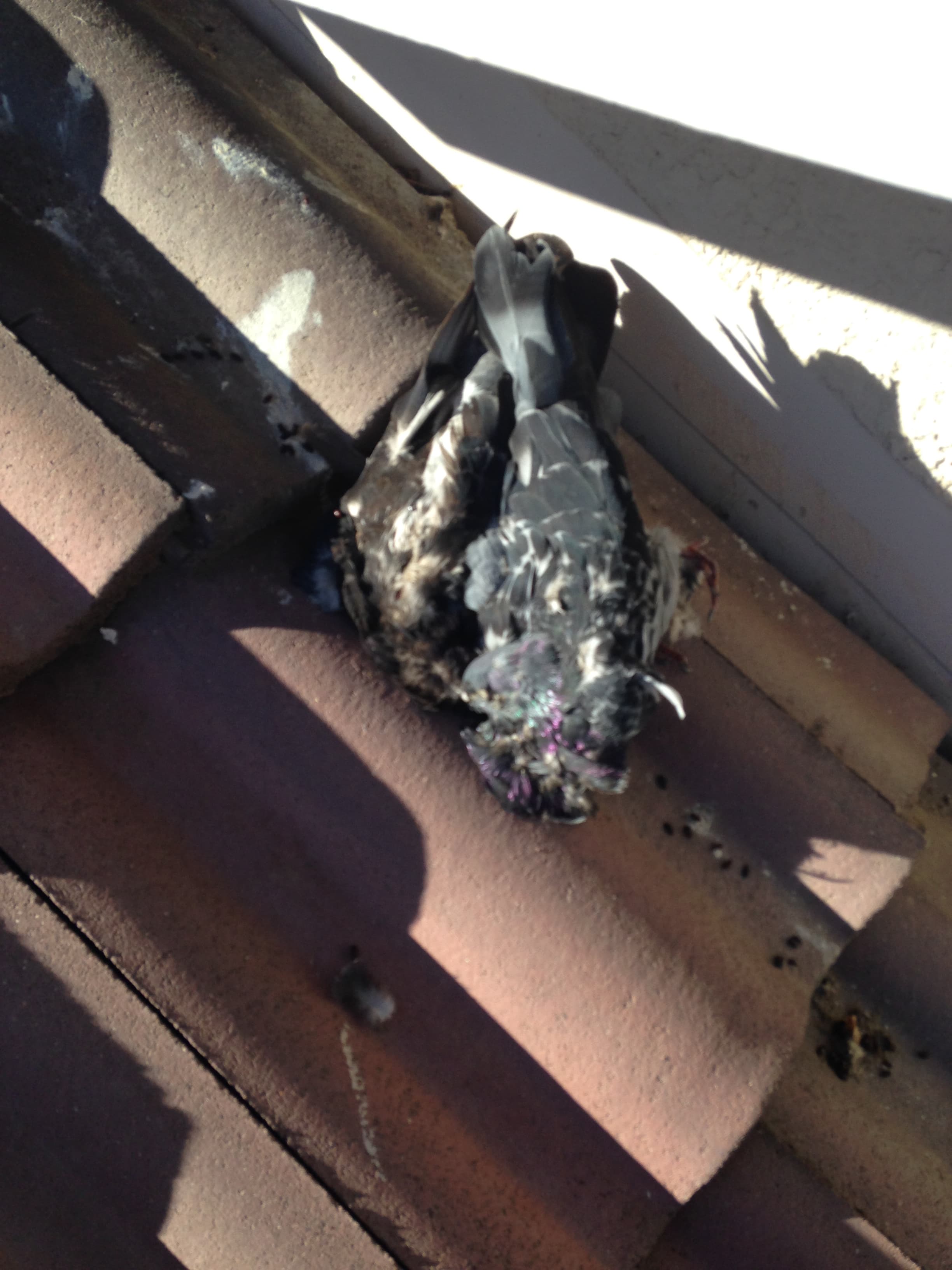 Construction work photo - IMG_1628.jpg - Heinige & Sons Construction